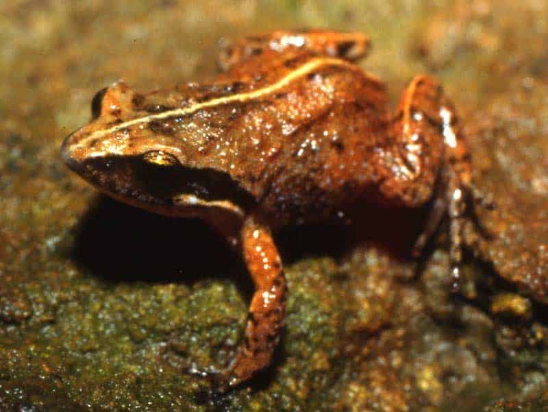 Rattray Forest Frog